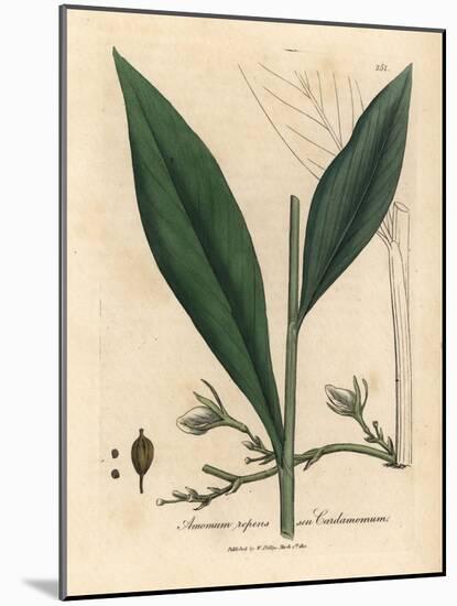 Cardamom, Elettaria Cardamomum-James Sowerby-Mounted Giclee Print