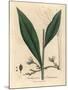 Cardamom, Elettaria Cardamomum-James Sowerby-Mounted Giclee Print