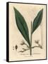 Cardamom, Elettaria Cardamomum-James Sowerby-Framed Stretched Canvas