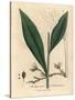 Cardamom, Elettaria Cardamomum-James Sowerby-Stretched Canvas