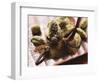 Cardamom Pods and Cloves-Eising Studio - Food Photo and Video-Framed Photographic Print