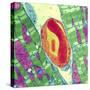 Cardiac Muscle And Capillary, TEM-Thomas Deerinck-Stretched Canvas