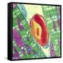 Cardiac Muscle And Capillary, TEM-Thomas Deerinck-Framed Stretched Canvas