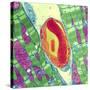 Cardiac Muscle And Capillary, TEM-Thomas Deerinck-Stretched Canvas