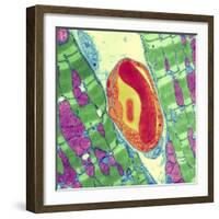 Cardiac Muscle And Capillary, TEM-Thomas Deerinck-Framed Premium Photographic Print