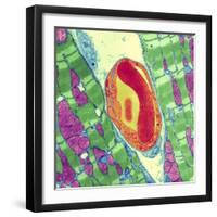 Cardiac Muscle And Capillary, TEM-Thomas Deerinck-Framed Premium Photographic Print