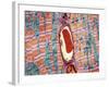 Cardiac Muscle And Capillary, TEM-Thomas Deerinck-Framed Photographic Print