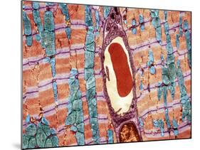 Cardiac Muscle And Capillary, TEM-Thomas Deerinck-Mounted Photographic Print