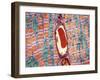 Cardiac Muscle And Capillary, TEM-Thomas Deerinck-Framed Photographic Print