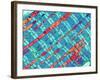 Cardiac Muscle, TEM-Thomas Deerinck-Framed Photographic Print