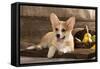 Cardigan Welsh Corgi Dog Breed-Lilun-Framed Stretched Canvas