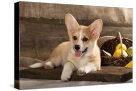 Cardigan Welsh Corgi Dog Breed-Lilun-Stretched Canvas