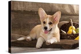 Cardigan Welsh Corgi Dog Breed-Lilun-Stretched Canvas