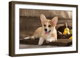 Cardigan Welsh Corgi Dog Breed-Lilun-Framed Photographic Print