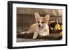 Cardigan Welsh Corgi Dog Breed-Lilun-Framed Photographic Print