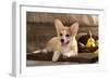 Cardigan Welsh Corgi Dog Breed-Lilun-Framed Photographic Print