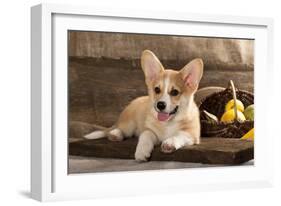 Cardigan Welsh Corgi Dog Breed-Lilun-Framed Photographic Print