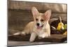 Cardigan Welsh Corgi Dog Breed-Lilun-Mounted Photographic Print