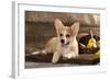 Cardigan Welsh Corgi Dog Breed-Lilun-Framed Photographic Print