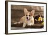Cardigan Welsh Corgi Dog Breed-Lilun-Framed Photographic Print