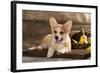 Cardigan Welsh Corgi Dog Breed-Lilun-Framed Photographic Print