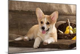 Cardigan Welsh Corgi Dog Breed-Lilun-Mounted Photographic Print