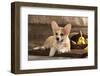 Cardigan Welsh Corgi Dog Breed-Lilun-Framed Photographic Print