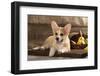 Cardigan Welsh Corgi Dog Breed-Lilun-Framed Photographic Print