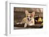 Cardigan Welsh Corgi Dog Breed-Lilun-Framed Photographic Print