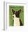 Cardigan Welsh Corgi-John Golden-Framed Giclee Print