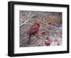 Cardinal and Berries-Kevin Dodds-Framed Giclee Print