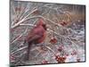 Cardinal and Berries-Kevin Dodds-Mounted Giclee Print