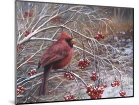 Cardinal and Berries-Kevin Dodds-Mounted Giclee Print
