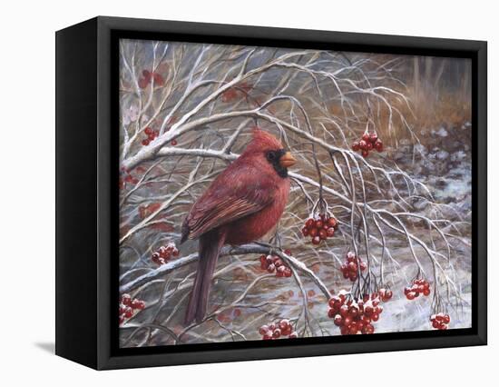 Cardinal and Berries-Kevin Dodds-Framed Stretched Canvas