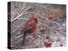 Cardinal and Berries-Kevin Dodds-Stretched Canvas