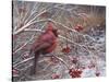 Cardinal and Berries-Kevin Dodds-Stretched Canvas