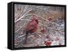 Cardinal and Berries-Kevin Dodds-Framed Stretched Canvas