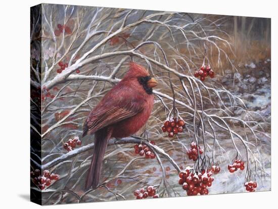 Cardinal and Berries-Kevin Dodds-Stretched Canvas