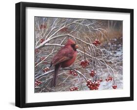 Cardinal and Berries-Kevin Dodds-Framed Giclee Print