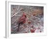 Cardinal and Berries-Kevin Dodds-Framed Giclee Print