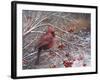 Cardinal and Berries-Kevin Dodds-Framed Giclee Print