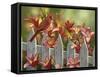 Cardinal and Lilies-William Vanderdasson-Framed Stretched Canvas