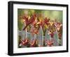 Cardinal and Lilies-William Vanderdasson-Framed Giclee Print