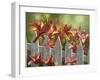 Cardinal and Lilies-William Vanderdasson-Framed Giclee Print