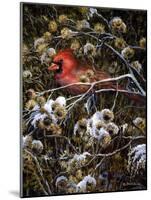 Cardinal and Thistles-Kevin Dodds-Mounted Giclee Print