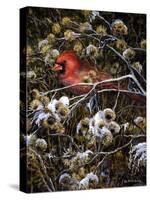 Cardinal and Thistles-Kevin Dodds-Stretched Canvas