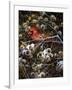 Cardinal and Thistles-Kevin Dodds-Framed Giclee Print