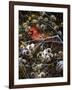 Cardinal and Thistles-Kevin Dodds-Framed Giclee Print