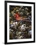 Cardinal and Thistles-Kevin Dodds-Framed Giclee Print