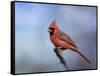 Cardinal at First Frost-Jai Johnson-Framed Stretched Canvas